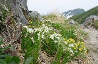 飯豊連峰の高山植物