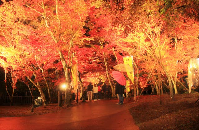 曽木の滝の紅葉