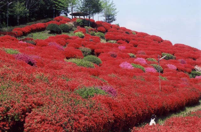 天神山つつじ公園