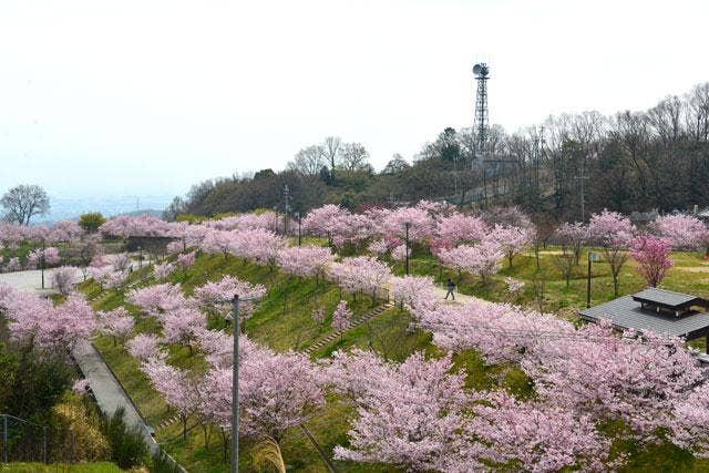 スマイルランドの桜