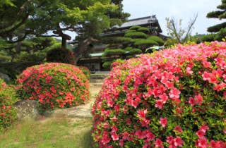 毛利氏庭園つつじ1