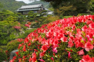 毛利氏庭園つつじ3