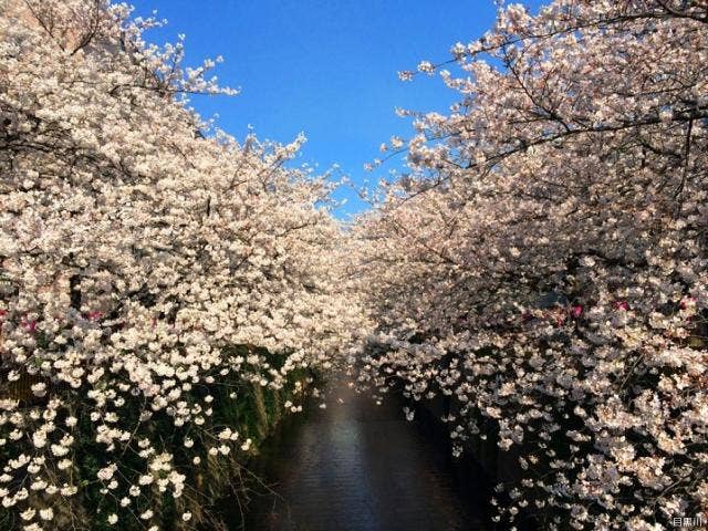 目黒川の桜並木