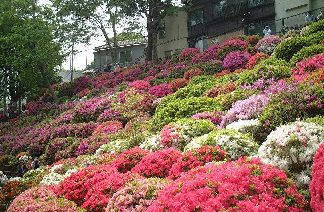 根津神社のツツジ