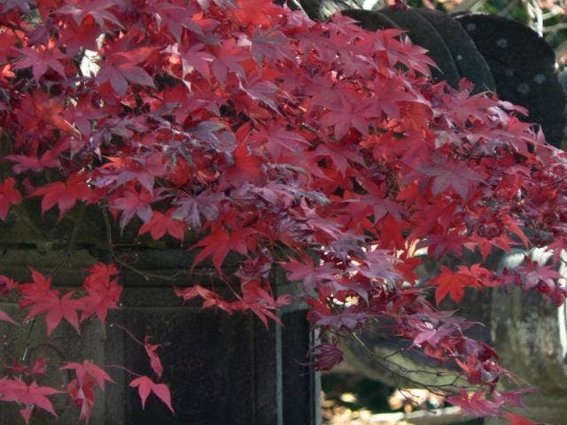 秋の能仁寺
