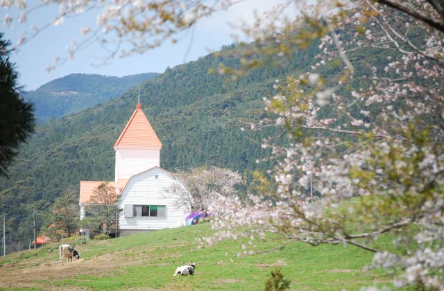 鳴之尾牧場と桜