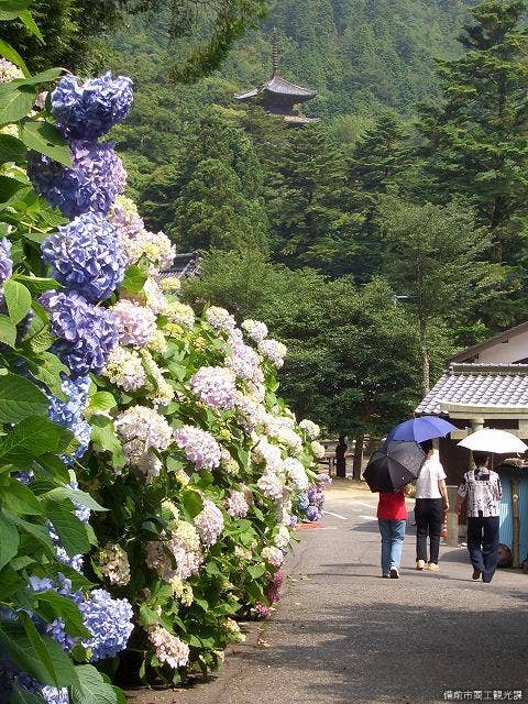 福正寺の紫陽花