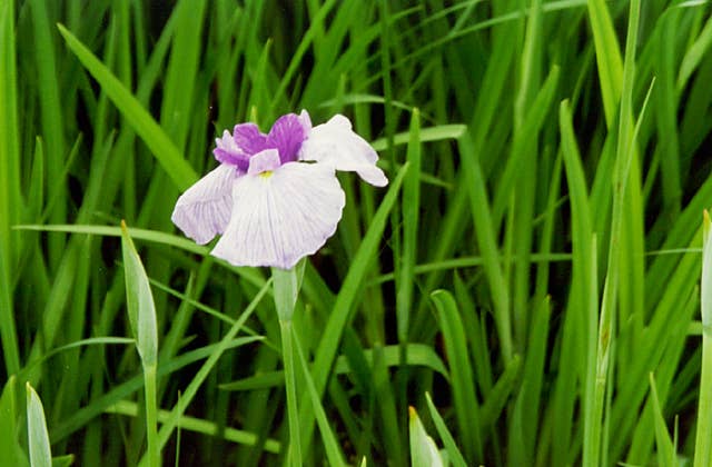 花しょうぶ