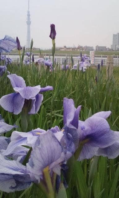 堀切水辺公園の菖蒲田よりスカイツリーを望む