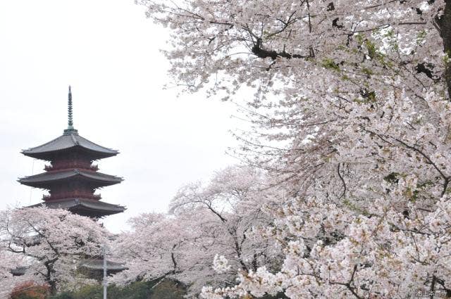 池上本門寺　五重塔