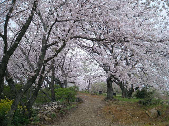 外苑頂上の桜