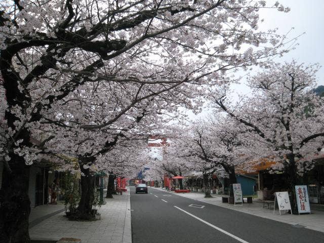 祐徳門前商店街と桜