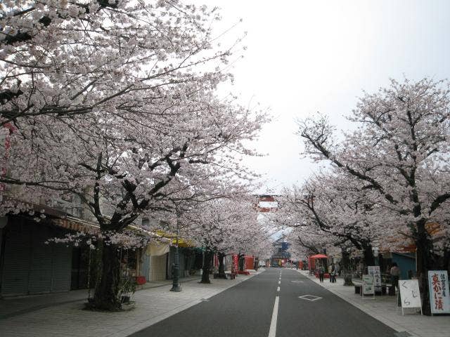 祐徳門前商店街と桜