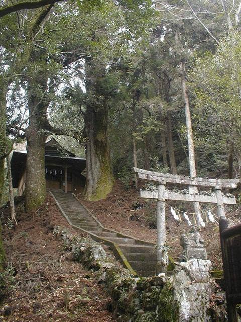 鳥居杉