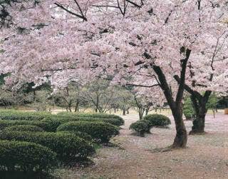 栗林公園の桜