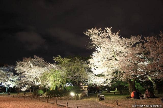 桜のライトアップ