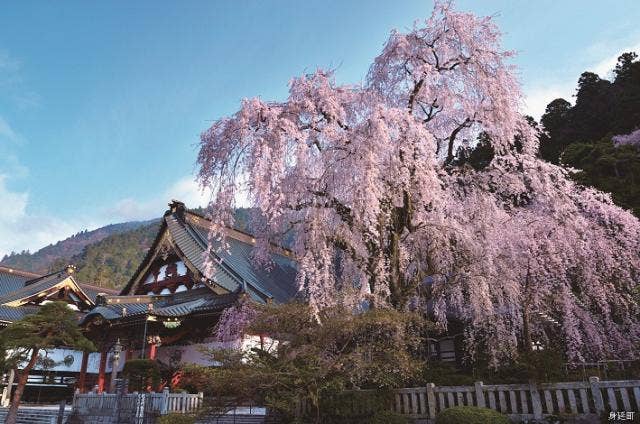 しだれ桜