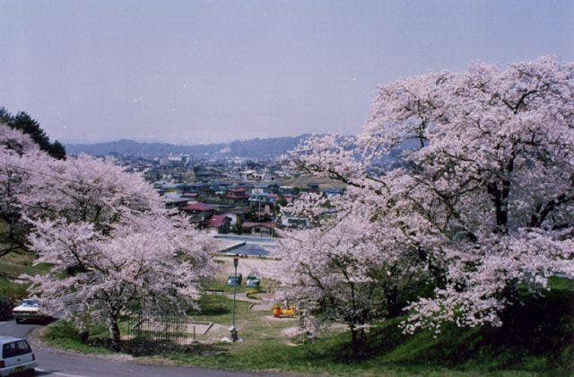 烏帽子山公園の桜