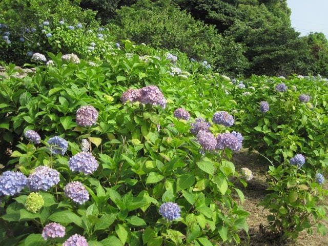 皿山公園　あじさい園