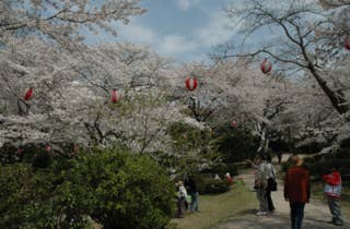 若山公園／さくら