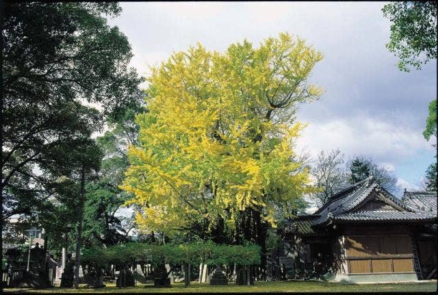 天神のいちょう