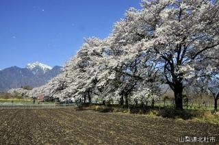 眞原桜並木と甲斐駒ヶ岳