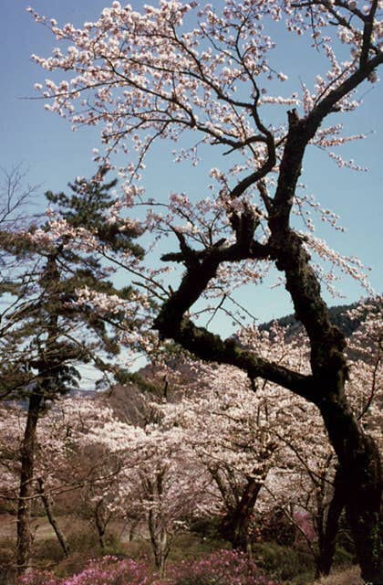 小涌谷の桜