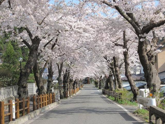 本郷の桜並木