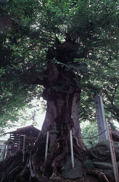 鶴島のムクノキ