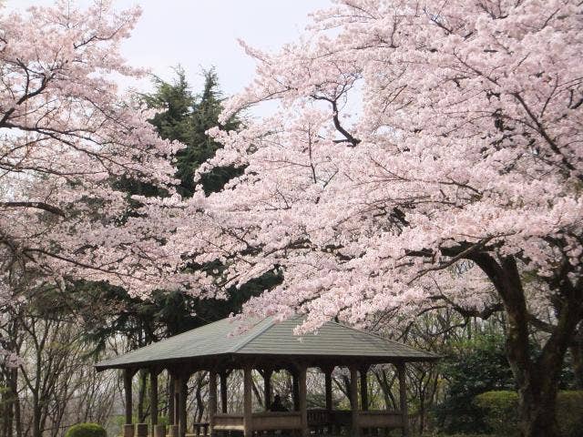 桜ケ丘公園