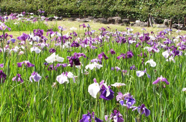 中沢池公園の菖蒲