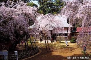 しだれ桜と福星寺