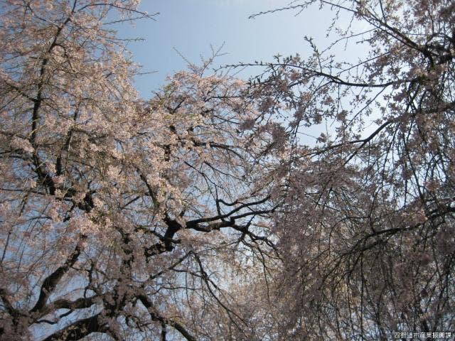 親子しだれ桜