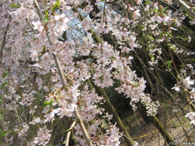 風に舞うしだれ桜