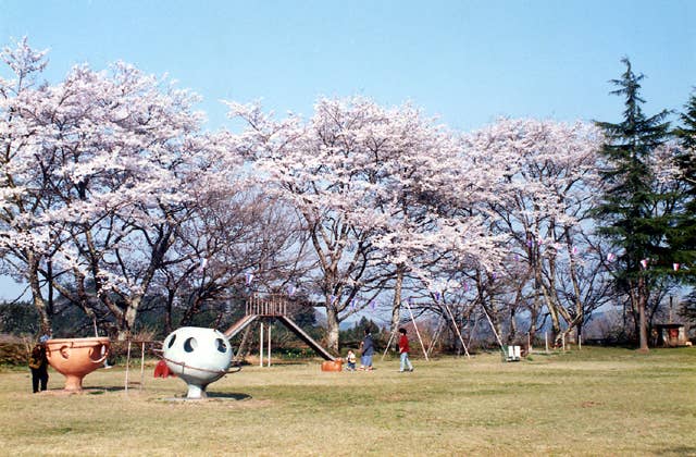 城山公園の桜