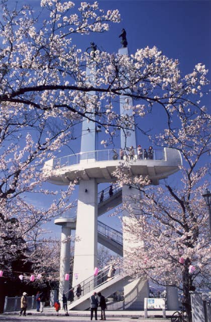 太田山公園の桜