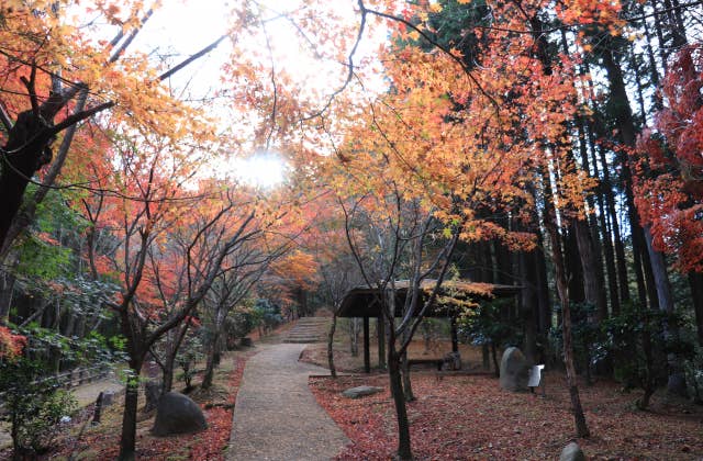 ふるさと芭蕉の森公園