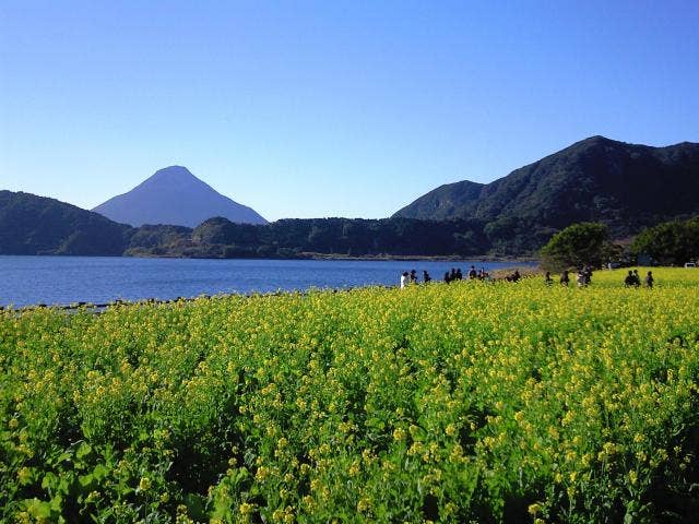 池田湖畔菜の花