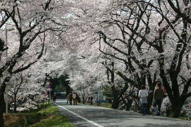 春の城ヶ谷堤