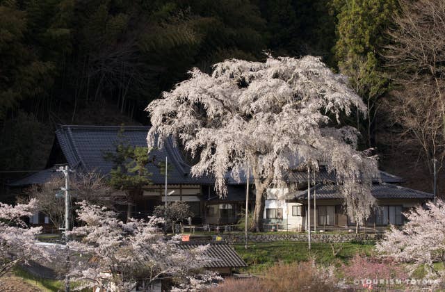 大安寺