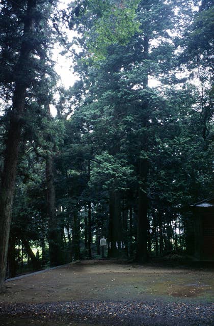 間々田八幡宮のスギ