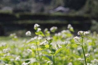 ソバの花