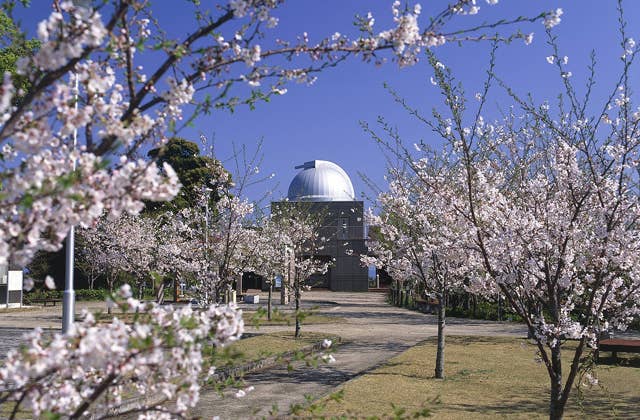 Cherry blossoms at Sekai Park