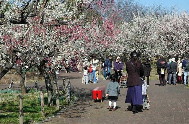 府中市郷土の森博物館　梅まつり