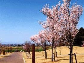 春の高尾さくら公園