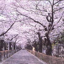 青山霊園の桜