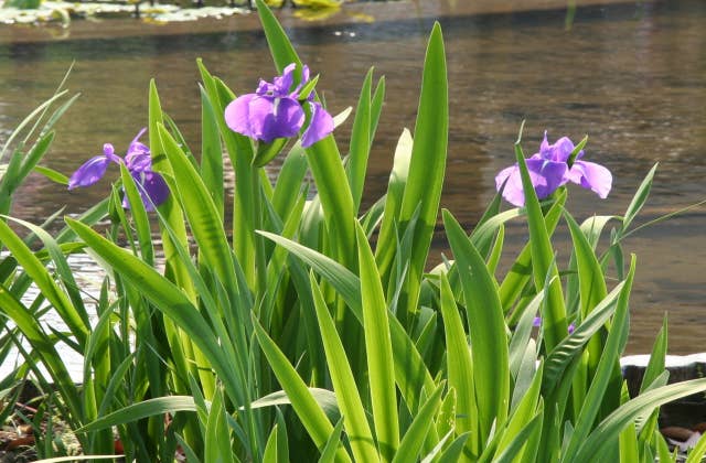 八条ヶ池のカキツバタ