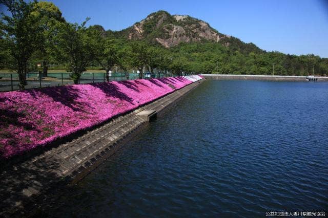 芝桜