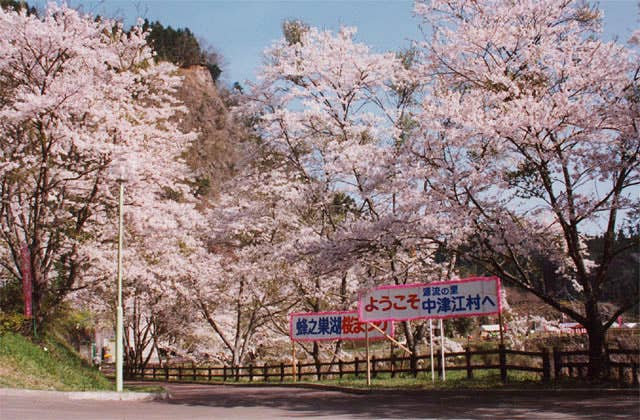 下筌ダム周辺桜並木