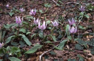 寂地山かたくりの花